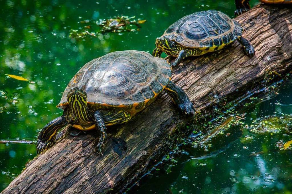 Book. Book…Turtle?